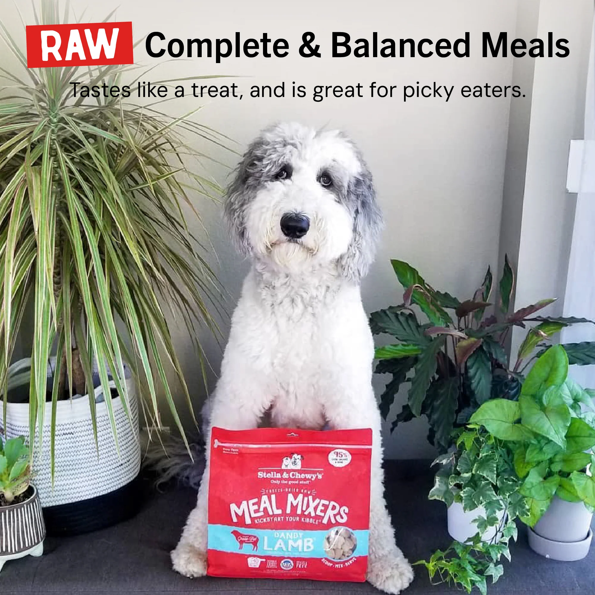 Dandy Lamb Meal Mixers for Dogs - Image 13